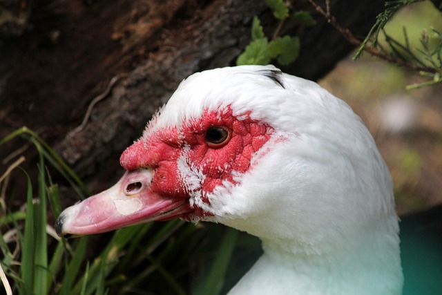 蘭的猛烈攻 蘭的猛烈攻